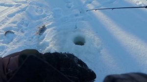 ИЩЕМ КРУПНОГО ОКУНЯ В ЛЮТЫЙ МОРОЗ!!! РЫБАЛКА НА ЖУКА-БАЛДУ!!!