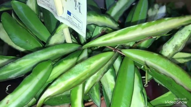 Редкие Цветы покупаем Вместе! Аглаонема Ред Стар. смотреть онлайн