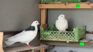 Пермские высоколетные голуби.