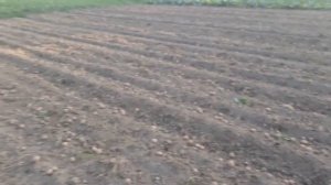 Картофелекопалка КТН-1Б (Копаем картофель)