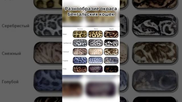 Разнообразие окраса бенгальских кошек. смотреть онлайн