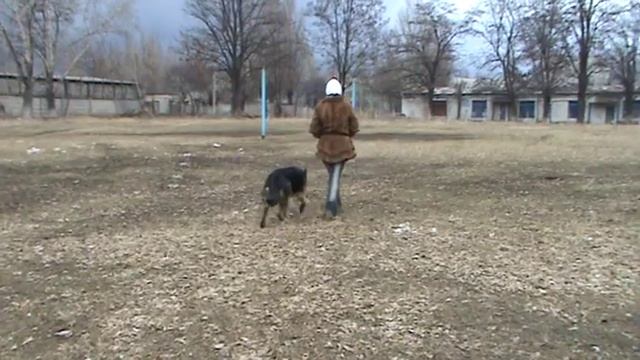 ДРЕССИРОВКА СОБАК: команда "рядом", укладка из движения. смотреть онлайн