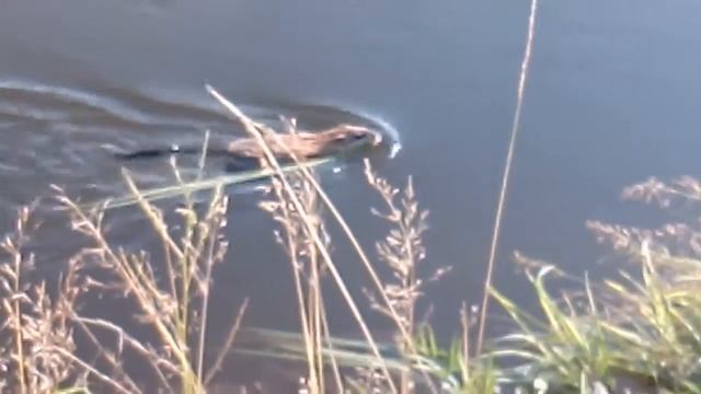 Ондатра в реке Кан, село Ирбейское. смотреть онлайн