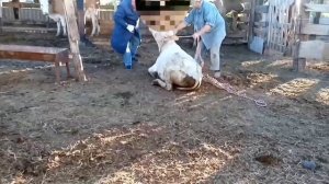 Ставим быку ? кольцо в нос