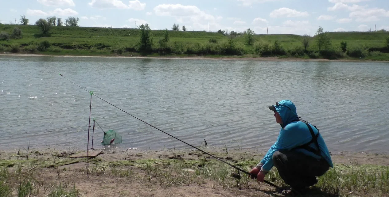 Крупный Карась отрывает крючки . Рыбалка на фидер на реке смотреть онлайн