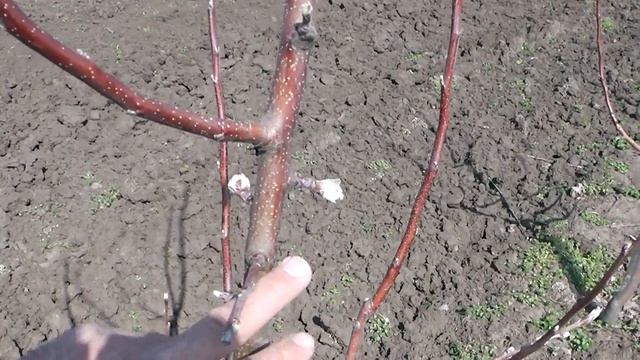 Формирование крон дерева.КЕРБОВКА смотреть онлайн