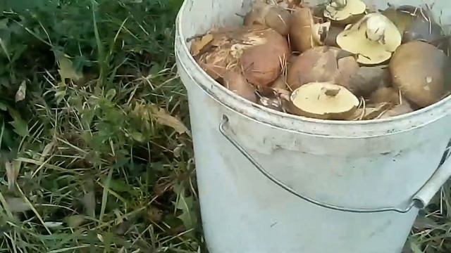 Сбор грибов 19.10.2019 смотреть онлайн