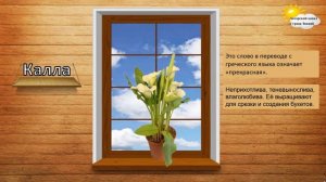 Что растёт на подоконнике. Комнатные цветы.