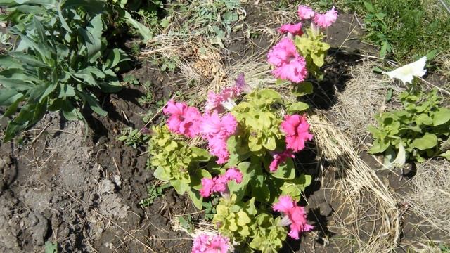 САМАРА. Дачные грядки мои. 13 серия. Огурцы в открытом грунте 13-14.06.2015 г. смотреть онлайн