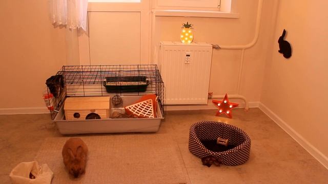 УМНЫЙ КРОЛИК ДРЕССИРОВКА / КАК Я ДРЕССИРУЮ СВОЕГО КРОЛИКА смотреть онлайн