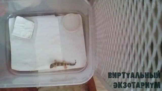 Содержание эублефаров смотреть онлайн