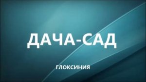 ГЛОКСИНИЯ - КОМНАТНЫЙ ЦВЕТОК