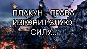 ПЛАКУН - ТРАВА ИЗГОНИТ ЗЛУЮ СИЛУ...ДЛЯ ВСЕХ...