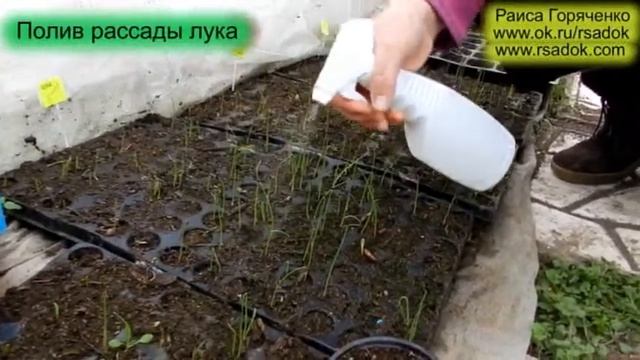 Полив рассады лука смотреть онлайн