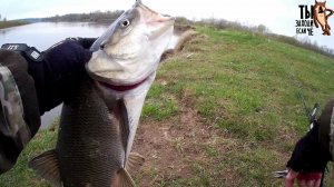 Жор жереха, после нереста.