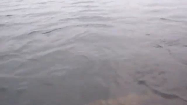 Закрытие сезона Псковщина.Трофей Шварца... смотреть онлайн