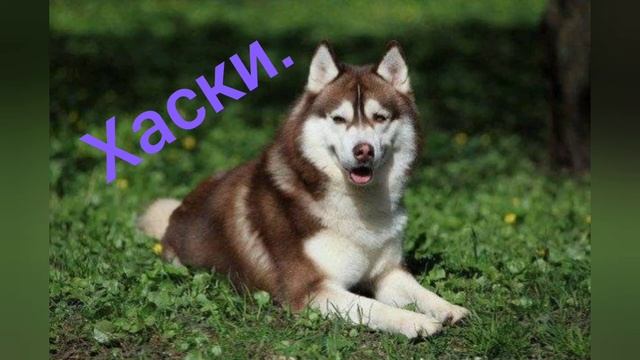 Самые милые породы собак. смотреть онлайн