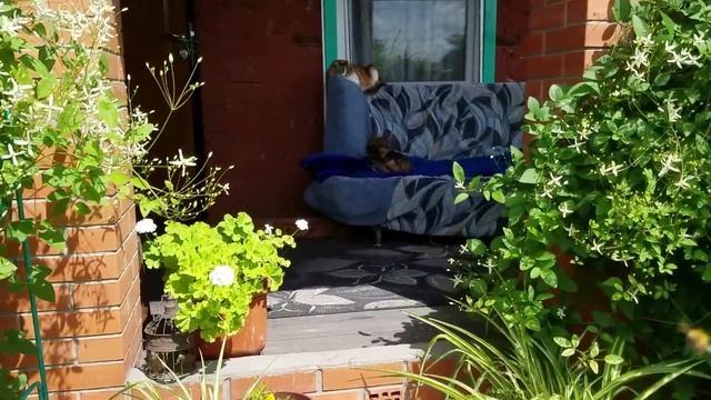 Сountry Vlog: Наши будни на даче. Щи с чесночными стрелками. Мотя и Джем резвятся.