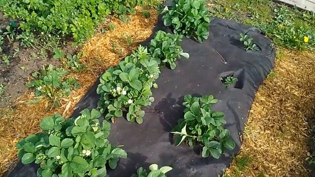 Обзор моей клубнички и пару слов о долгоносике !!! смотреть онлайн