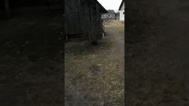 Экскурсия по участку. смотреть онлайн