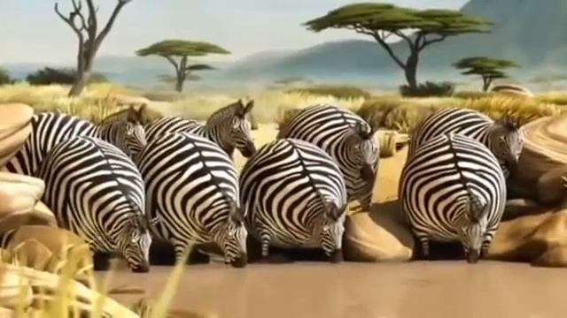 Толстые и смешные зебра и крокоди