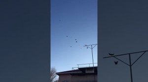 Николаевские голуби. г. Донецк РО. Строителев Олег Петрович 8-928-157-47-05 часть 2