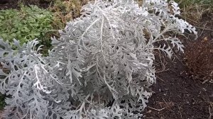 Не спешите убирать с участка цинерарию осенью!