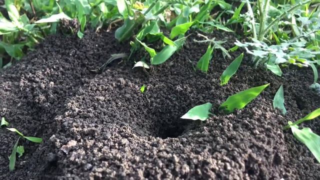 Ants Shelter смотреть онлайн