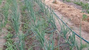 Лук севок,семейка,чернушка.Промежуточное видео.Лук на гребнях.