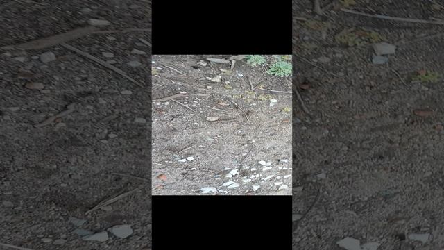 ЗАБРОШКА!!!!