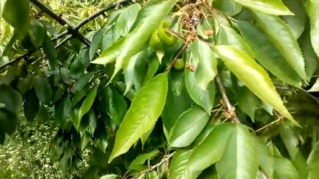 29 мая 2021 г. Окулировка шамбовой шелковицы и штамбовой розы. Первая черешня. смотреть онлайн