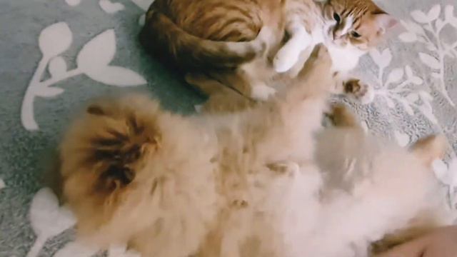 Шпиц 5 месяцев играет с 🐈 Масяней