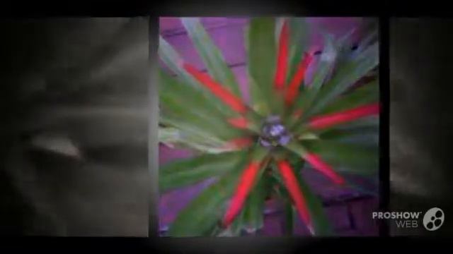 Nidularium - garden plants смотреть онлайн