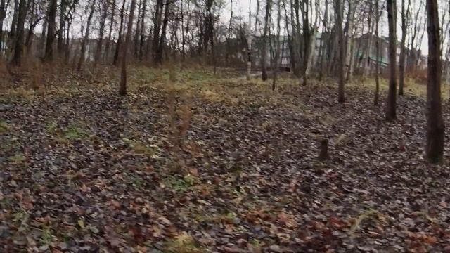 Смоленск. 07.11.2021. Парк Соловьиная роща. смотреть онлайн