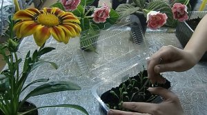 🌱Георгины !!! Посев с кипятком ! Супер-всхожесть ! Как и должно быть 🌱