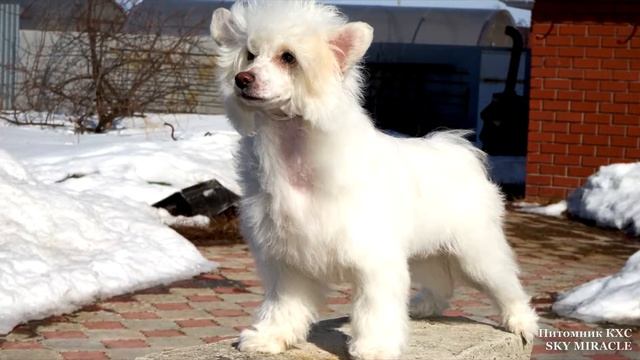 Наше Чудо Юки!!!! Щенок китайской хохлатой смотреть онлайн