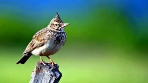 Красивое пение полевого жаворонка (alauda arvensis)