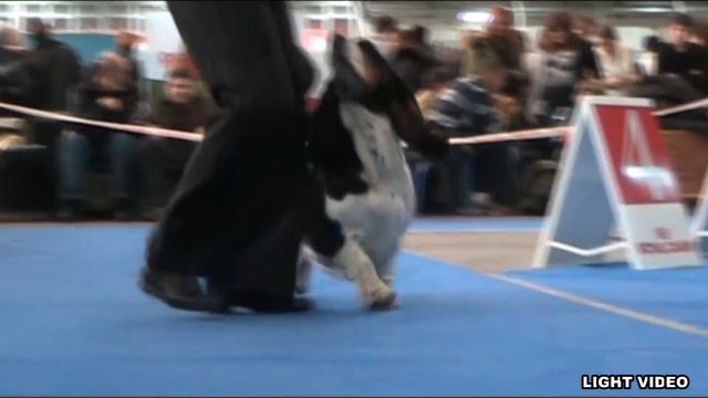 Basset Hound ,December - 2010 смотреть онлайн