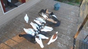 Голуби гривуны  Александра Володина Гусь- Хрустальный р-н