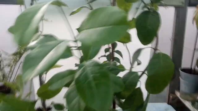 ??Почему не цветёт Дипладения и Бугенвиллея⁉⁉?? смотреть онлайн