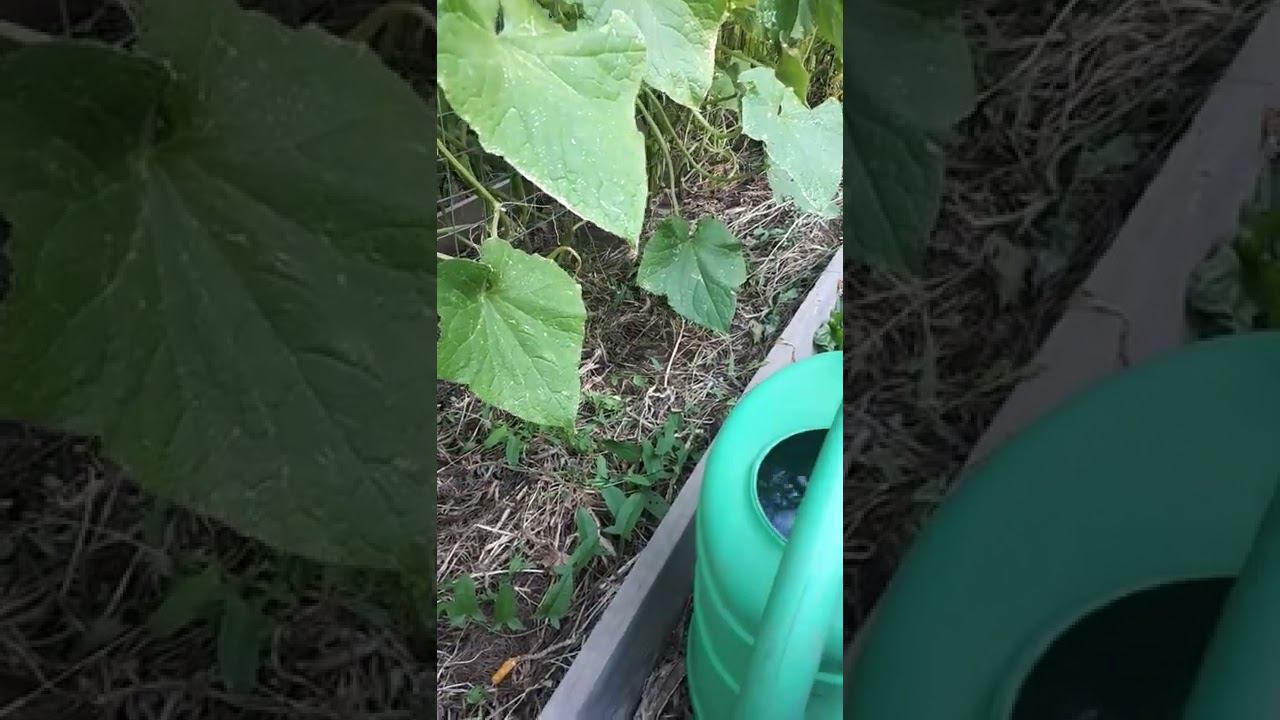 ГУМАТ КАЛИЯ+7 и ДРОЖЖИ для ОГУРЦОВ ☘️ в августе пора подкармливать, огурцам необходим КАЛИЙ ☘️ смотреть онлайн