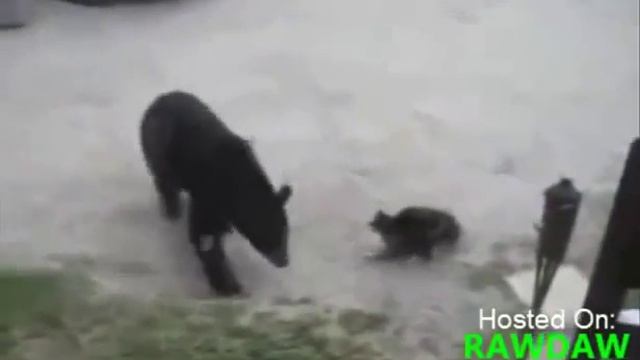 Кошка прогнала медведя The cat chased the bear смотреть онлайн