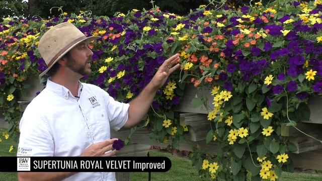 Dig Deep: SUPERTUNIA ROYAL VELVET Petunia Improved смотреть онлайн