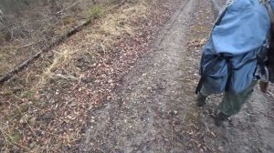 Охота на медведя с лайками весной. В поисках медведя!!!