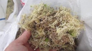 Мох для конопатки сруба и прокладки бревен деревянного дома