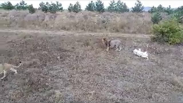 Тайган август 2019