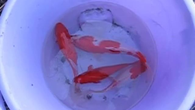 Рыбки, живут в пруду на даче смотреть онлайн