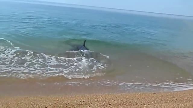 Дельфинчик ловит рыбку смотреть онлайн
