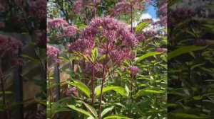 Посконник пятнистый Атропурпуреум (Eupatorium maculatum Atropurpureum)