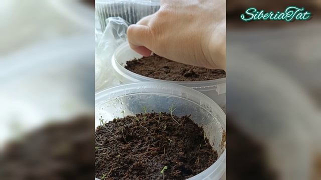 САЖАЮ ПЕТУНИЮ НА КИПЯТОК!